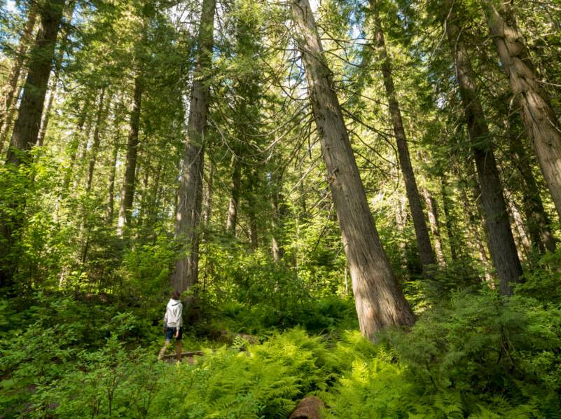 a person walking amidst a dense forest of tall tree