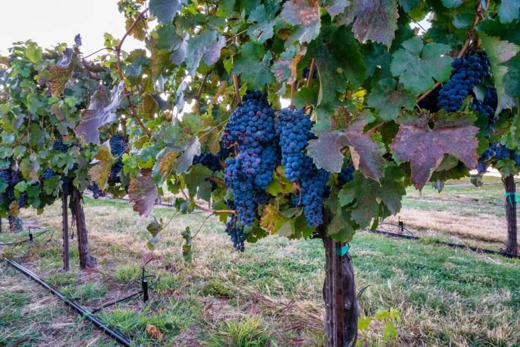 Clusters of dark purple grapes dangle from vines at Bitner vineyards