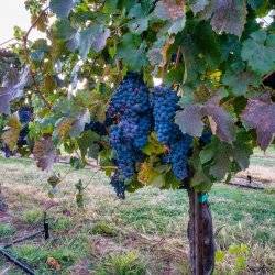 Clusters of dark purple grapes dangling from vines at Bitner vineyards.