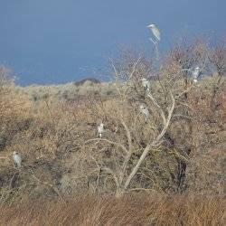 a group of herons sit in a tree.