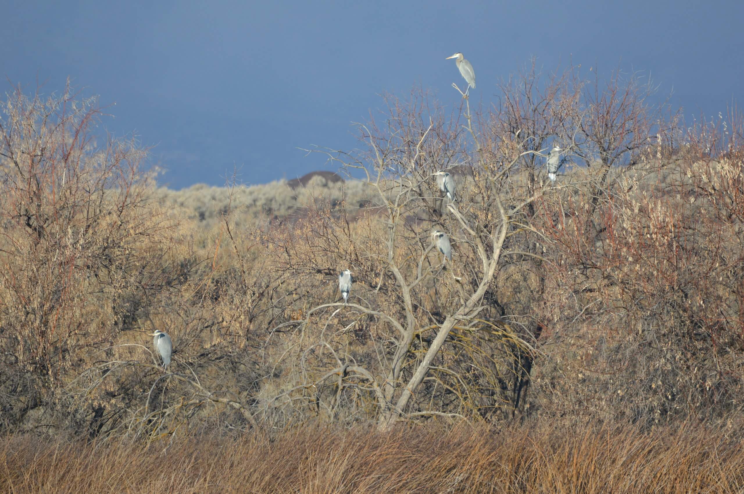 a group of herons sit in a tree.