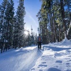 person snowshoeing among tall trees.