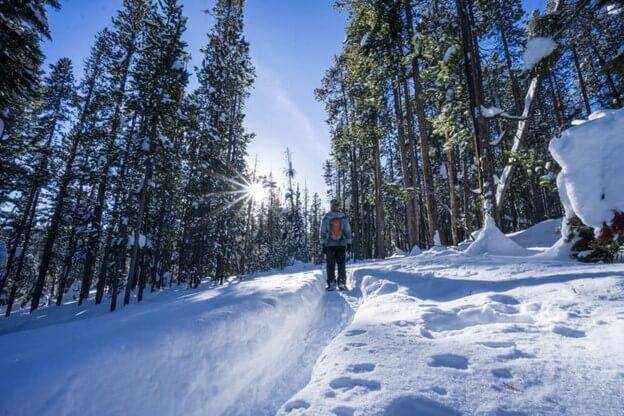 person snowshoeing among tall trees.