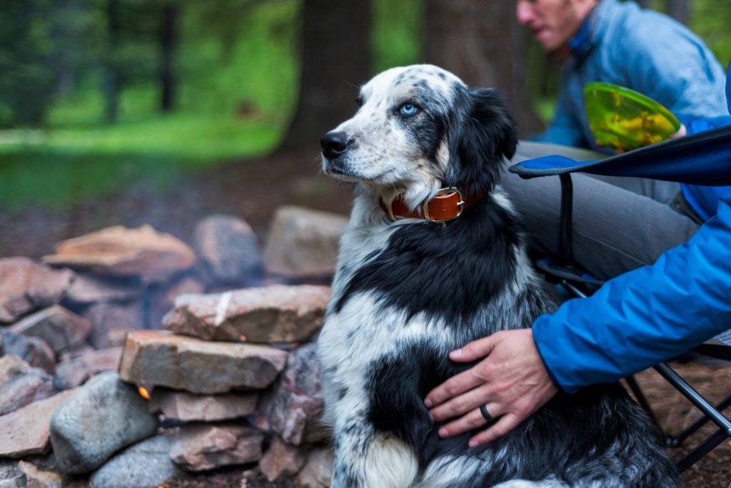 dog sitting next to campfire