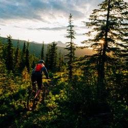 A mountain biker riding on a forested trail in the Idaho Panhandle.