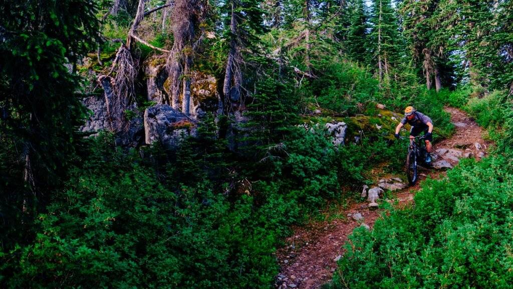 man riding mountain bike in thick brush