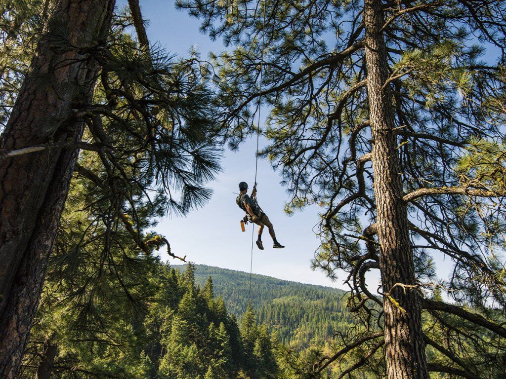 person on zip line surrounded by trees