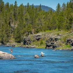 People fly-fishing on the Henry's Fork of the Snake River from the nearby Riverside Campground.