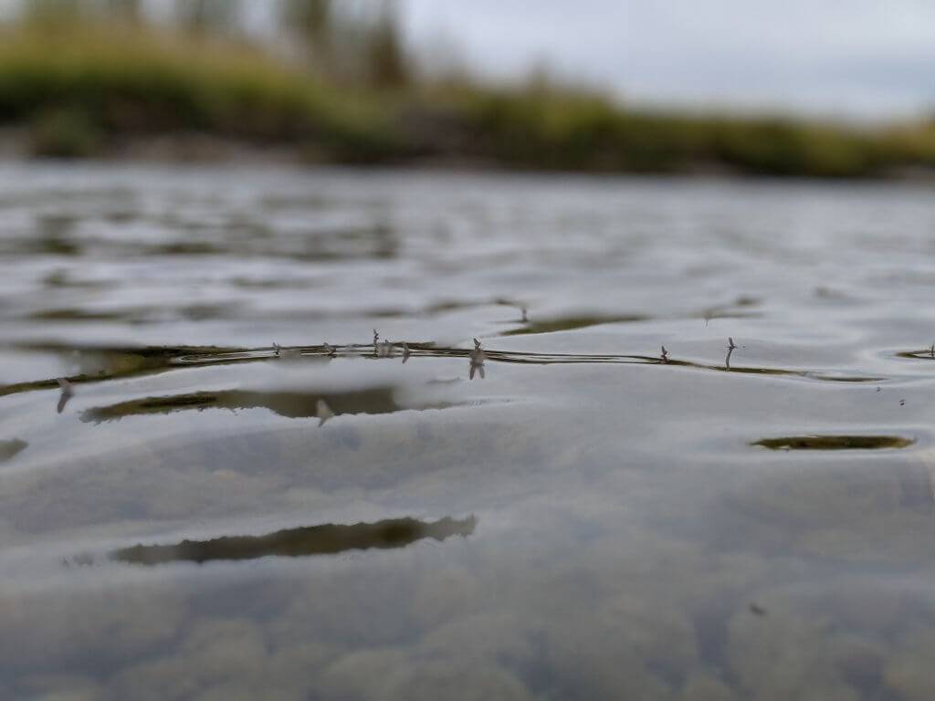 small insects on top of water