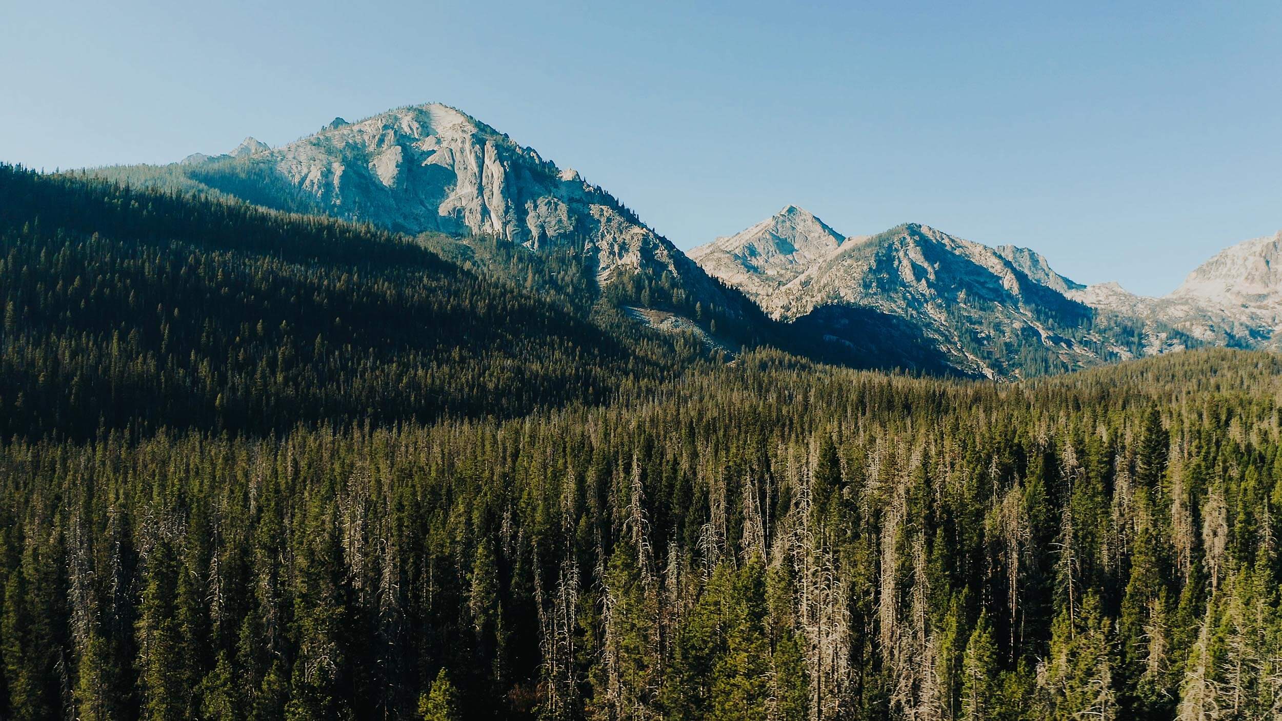 A forest of trees with mountains in the background.