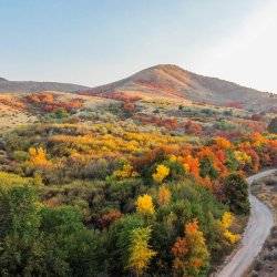 aerial view of fall colors along dirt road