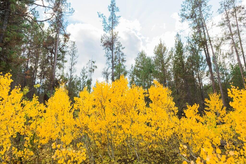 yellow aspen trees