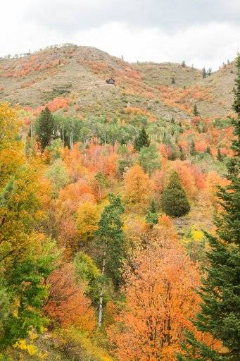 large forest with fall colors