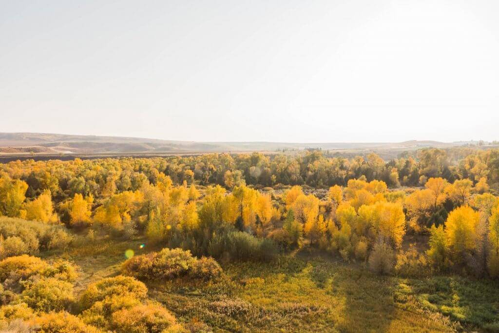 large area with yellow trees near meadow