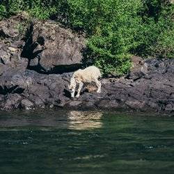 a bighorn sheep standing on rocks beside a river