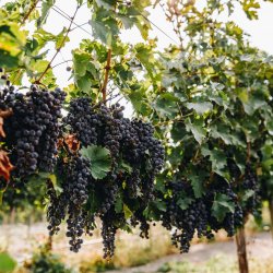 Several clusters of grapes hanging from a vine at the vineyard at Parma Ridge Winery.