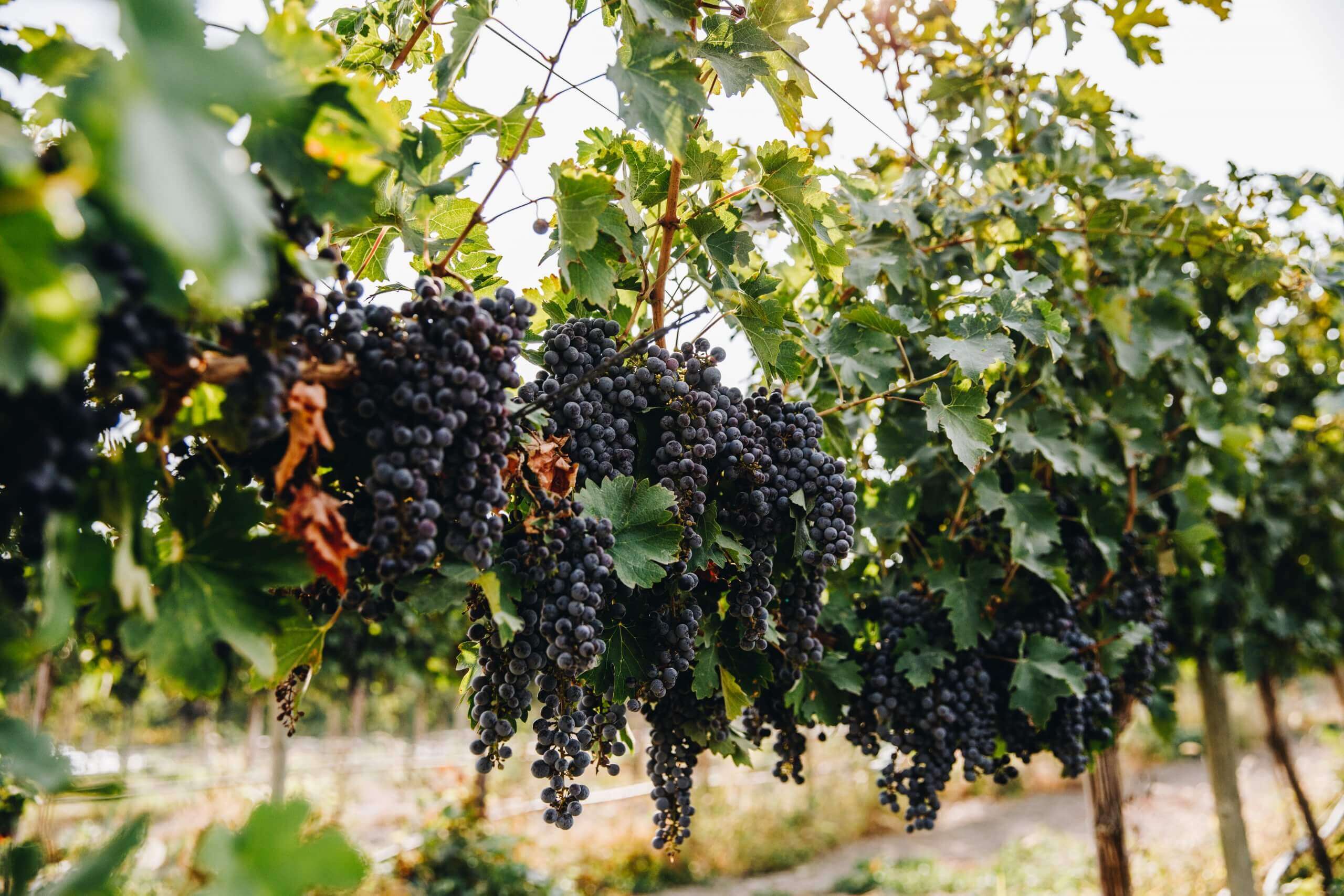 Several clusters of grapes hanging from a vine at the vineyard at Parma Ridge Winery.