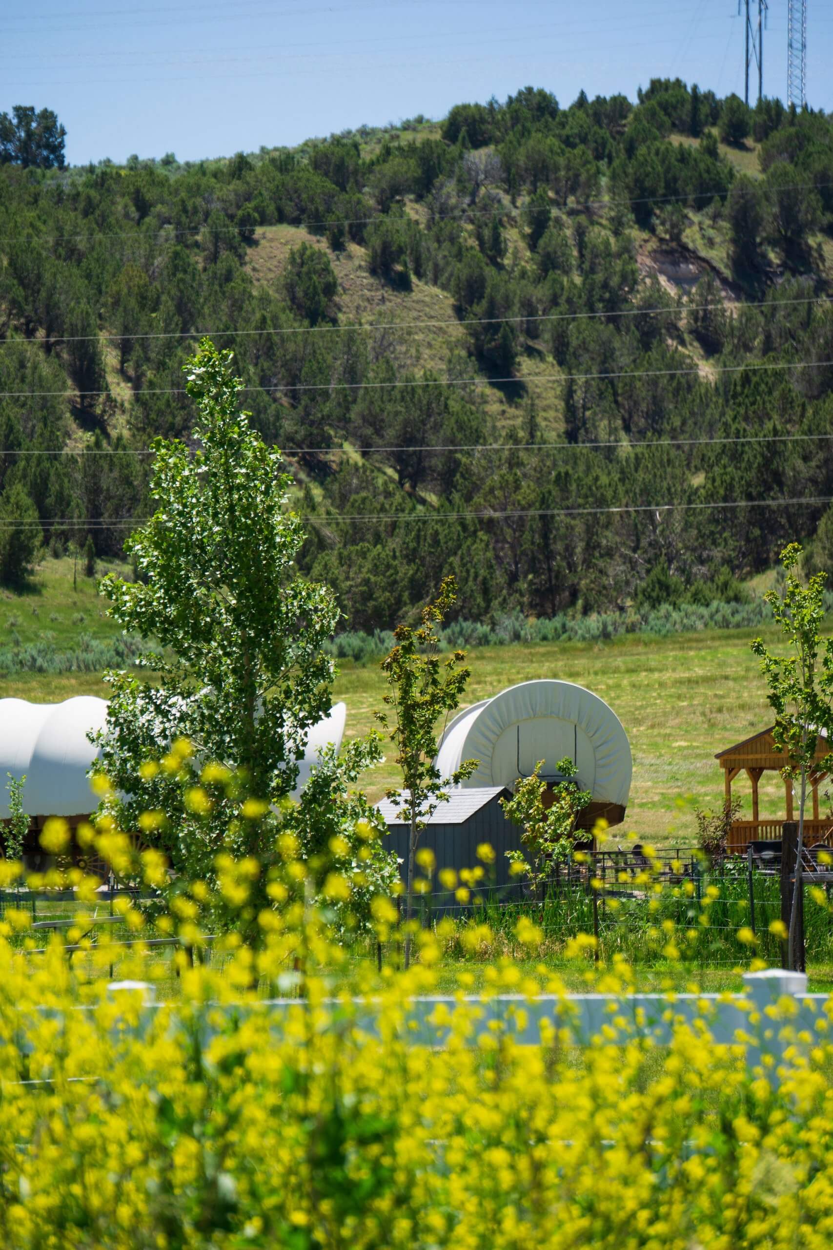 A view of the Conestoga Wagons from a distance across the lush and beautiful landscape in Downey.