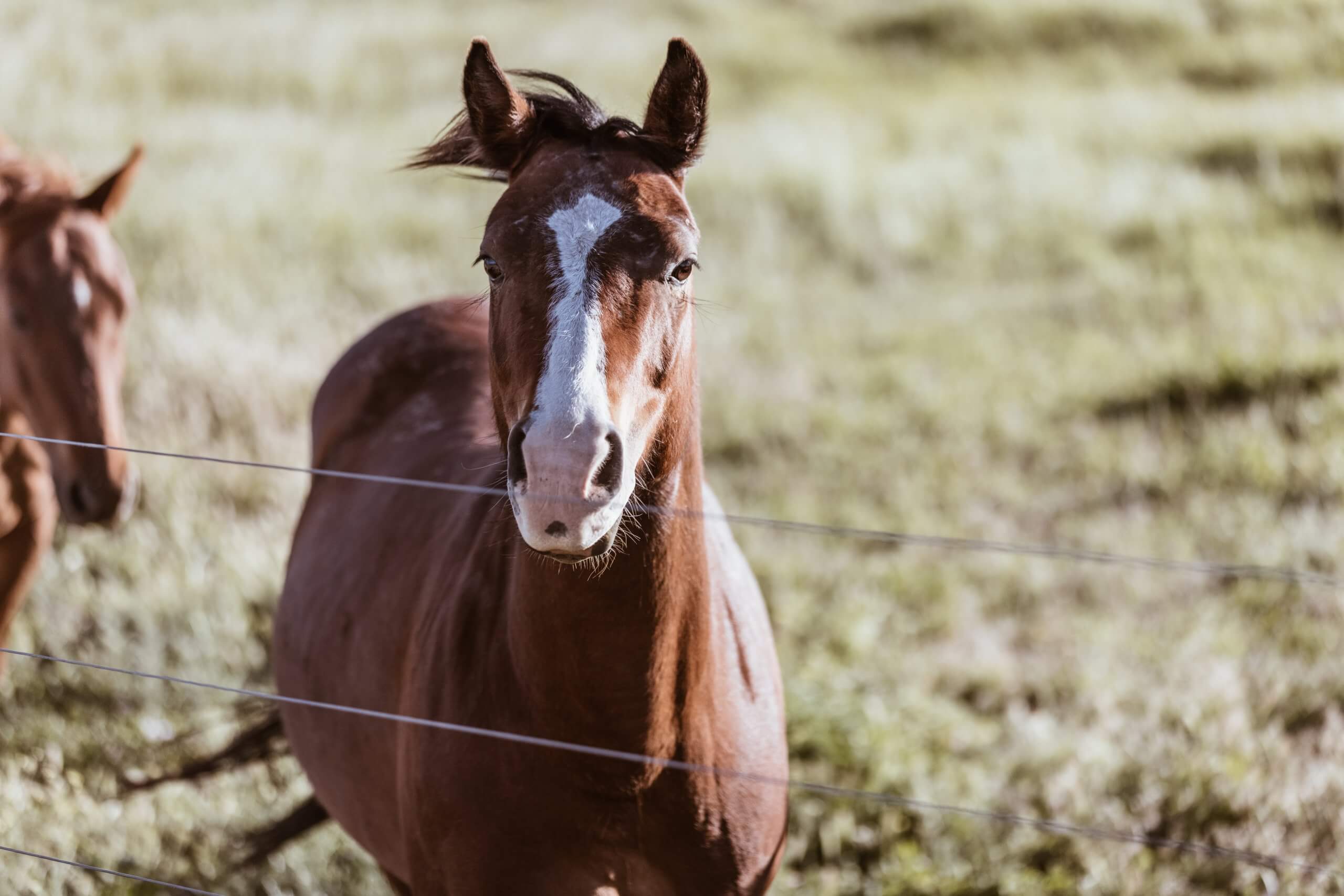 a brown horse behind a fence with another brown horse in the background