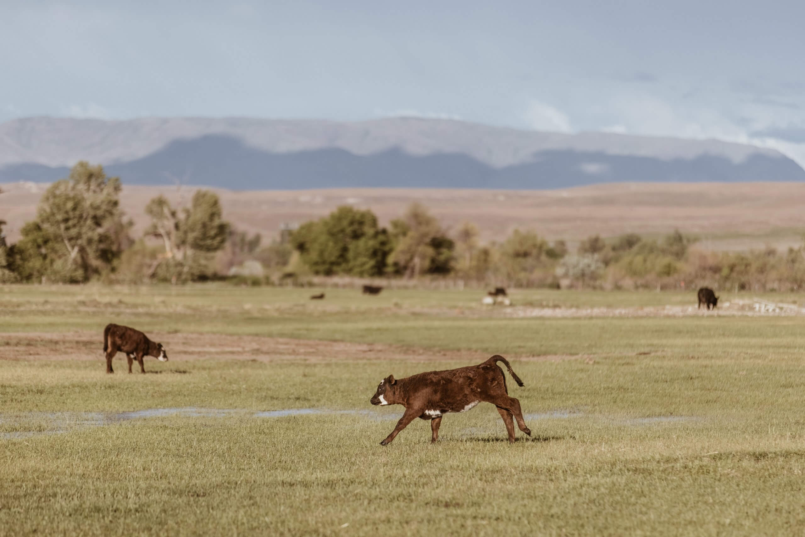 a calf running in a field with more cows grazing in the background