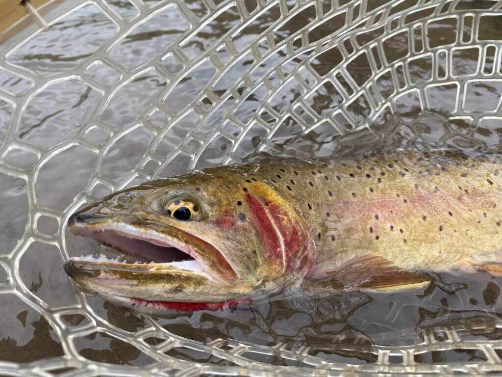 Bonneville cutthroat trout.