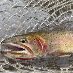 Bonneville cutthroat trout.