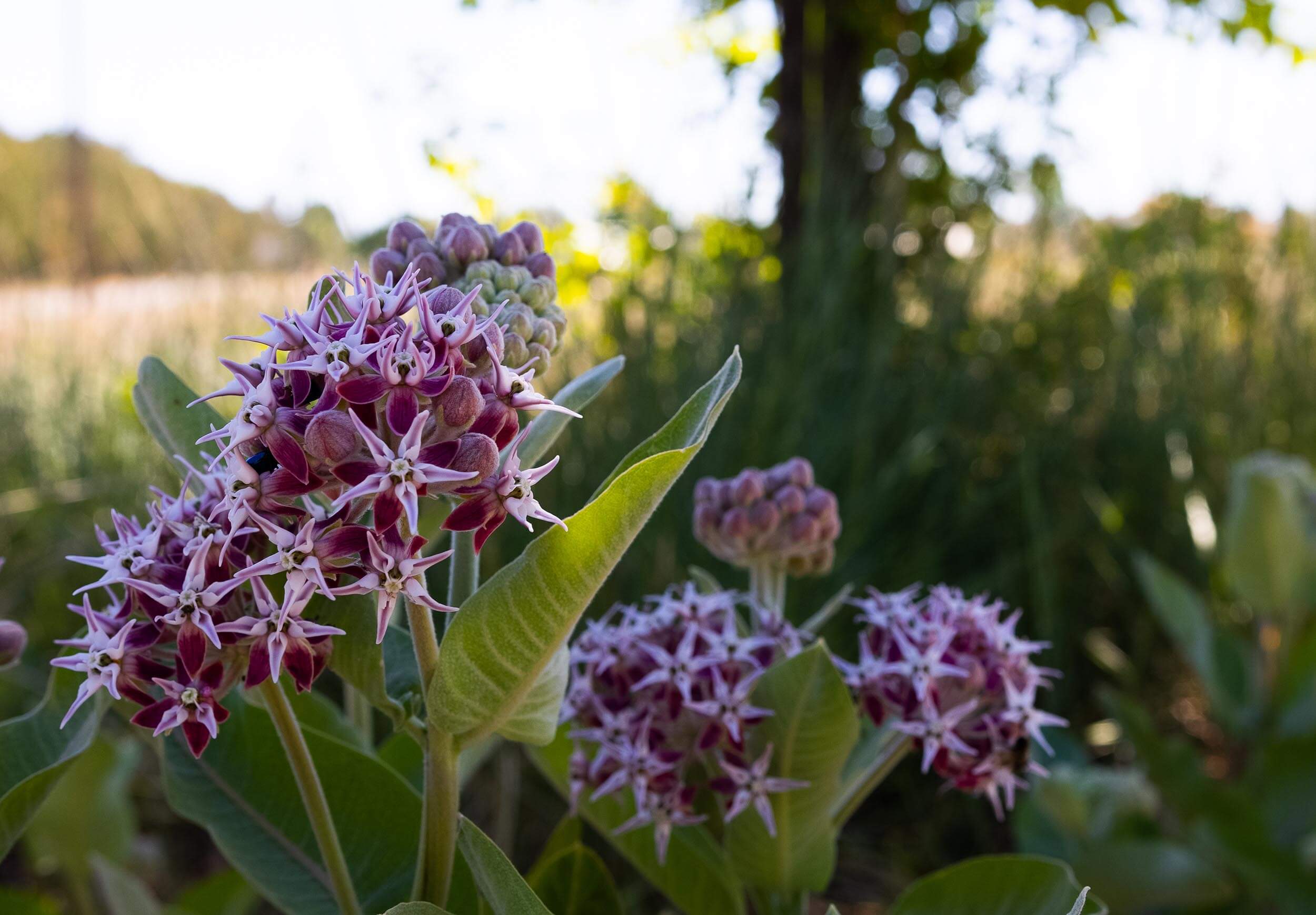 a closeup of purple flowers in a field