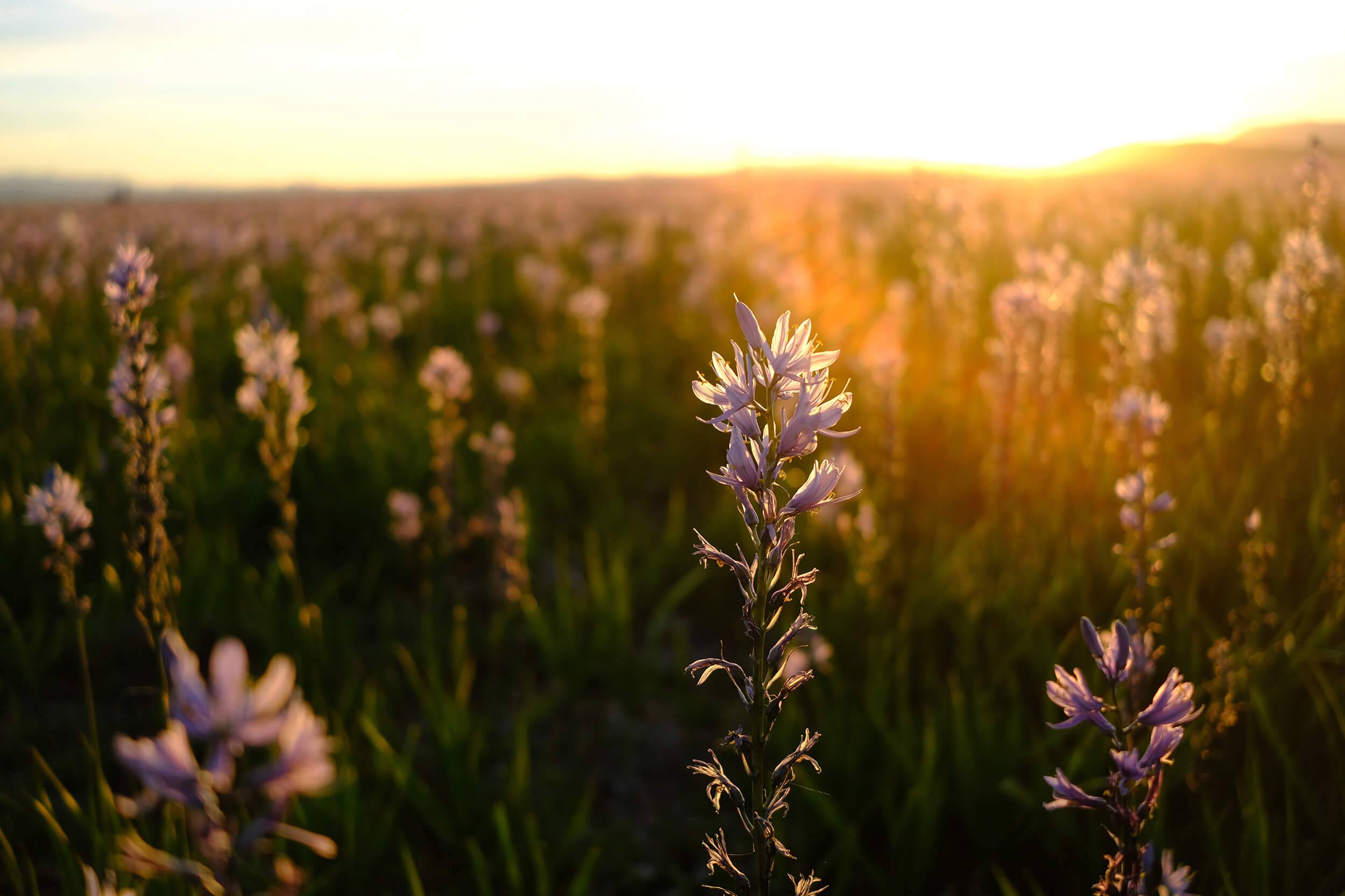 Camas blooms at sunset at Camas Prairie, Centennial Marsh Wildlife Management Area.