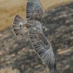 a red tailed hawk in flight