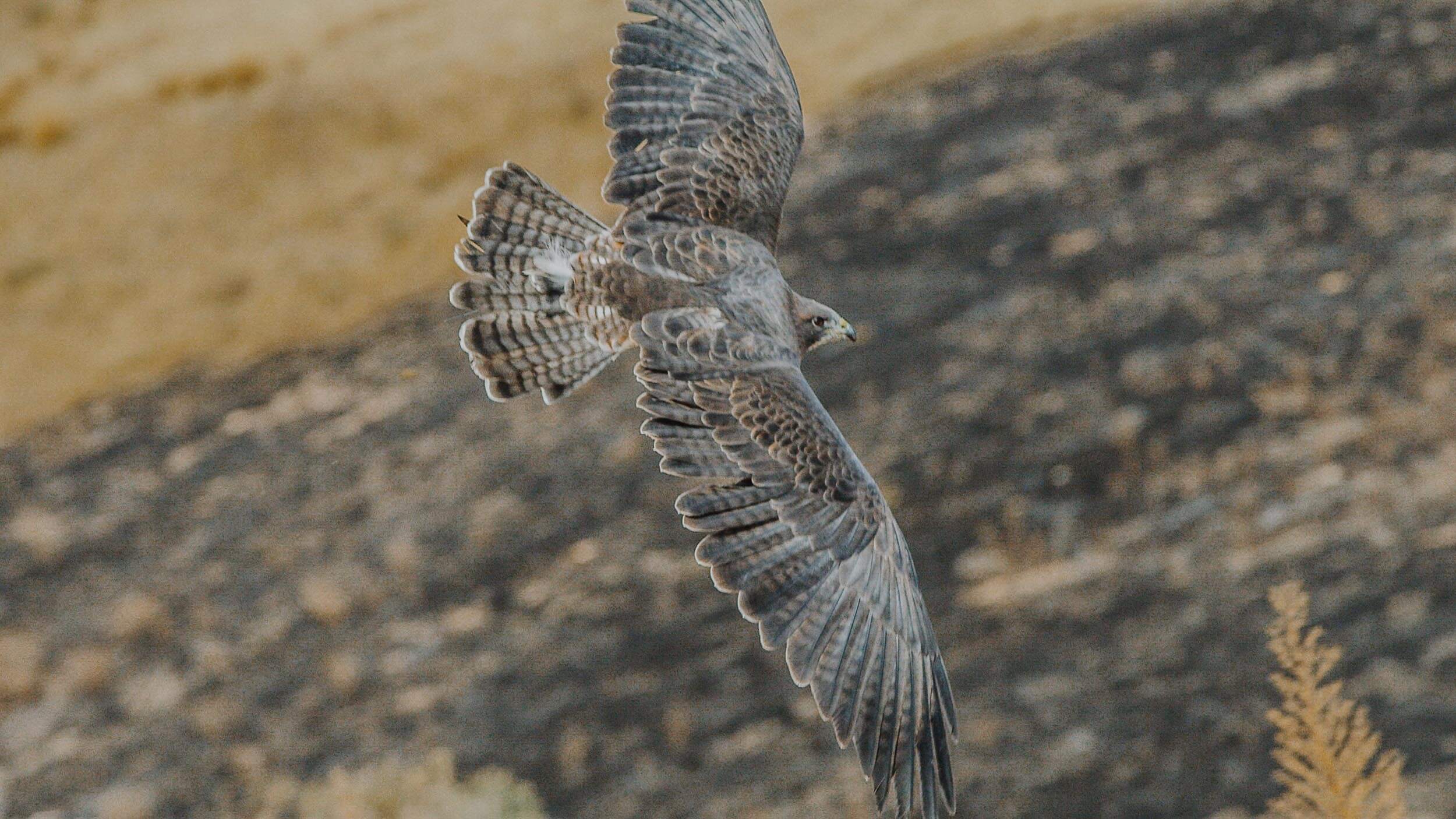 a red tailed hawk in flight