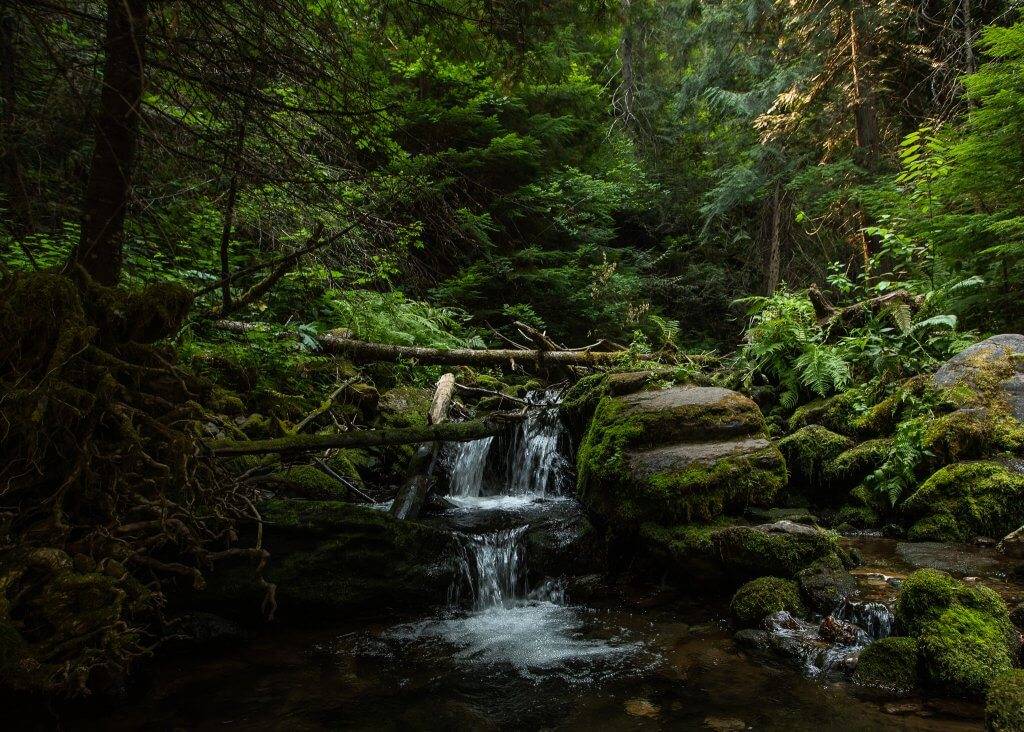 small waterfall surrounded by dense forest on Pulaski Tunnel Trail.