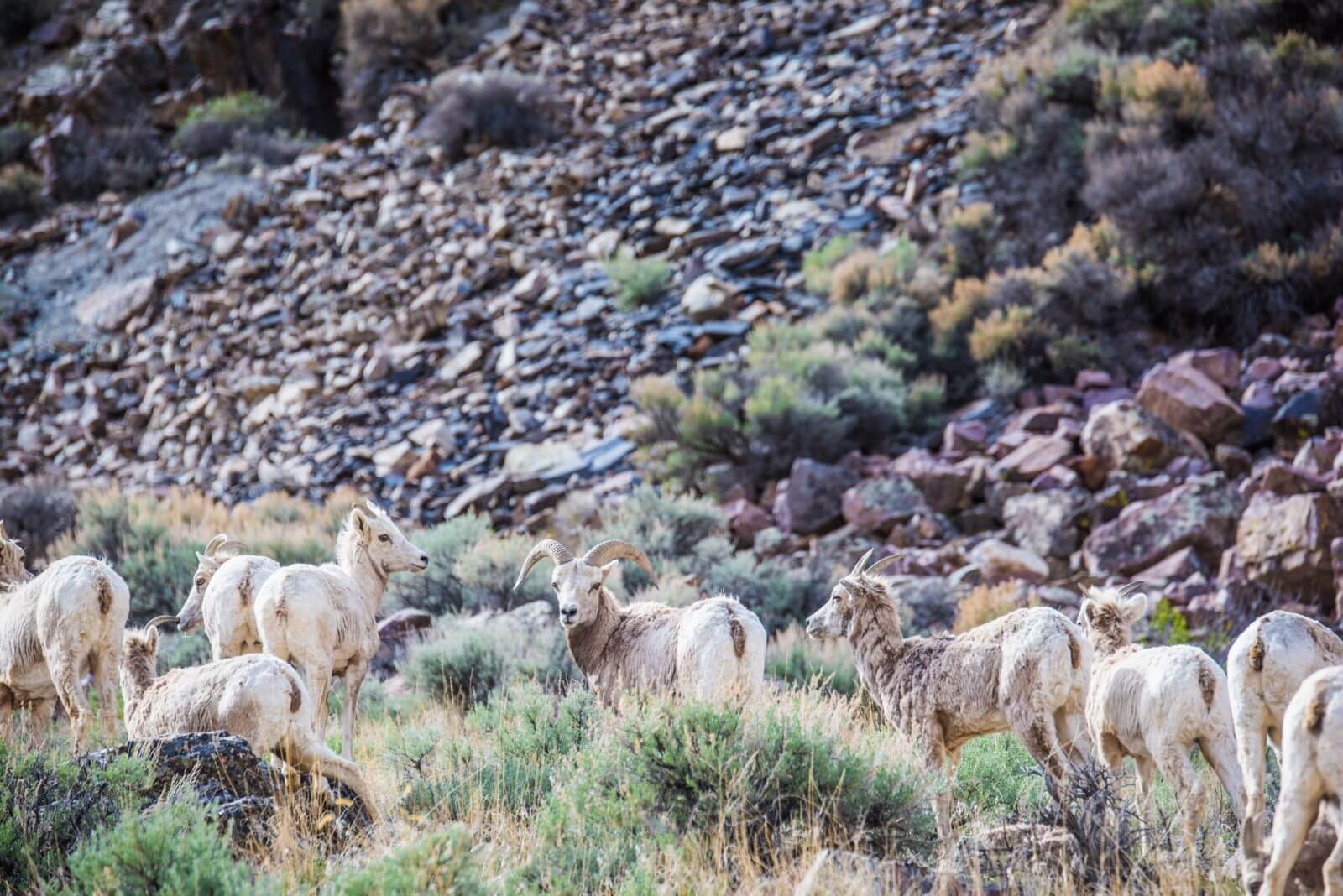 Big horn sheep wander together in Challis