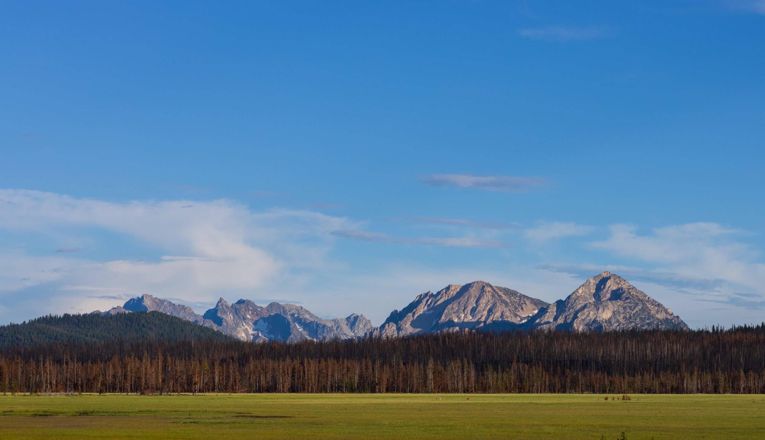 view of a sprawling field with a forest and mountains in the brackground