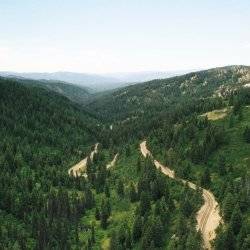 A road winding through a forest of trees.