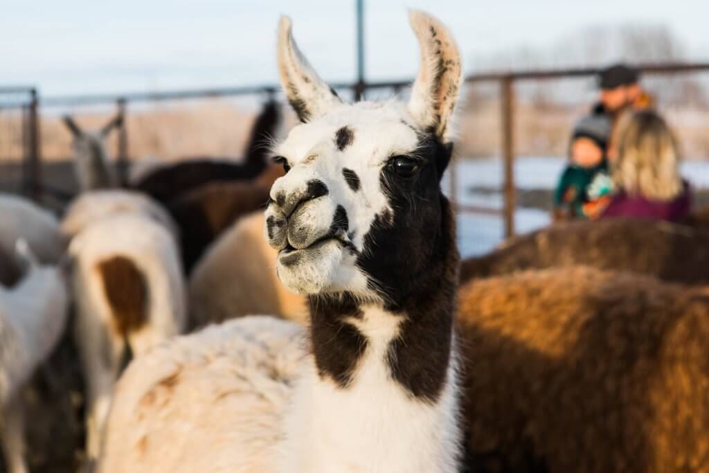 close up view of group of llamas 