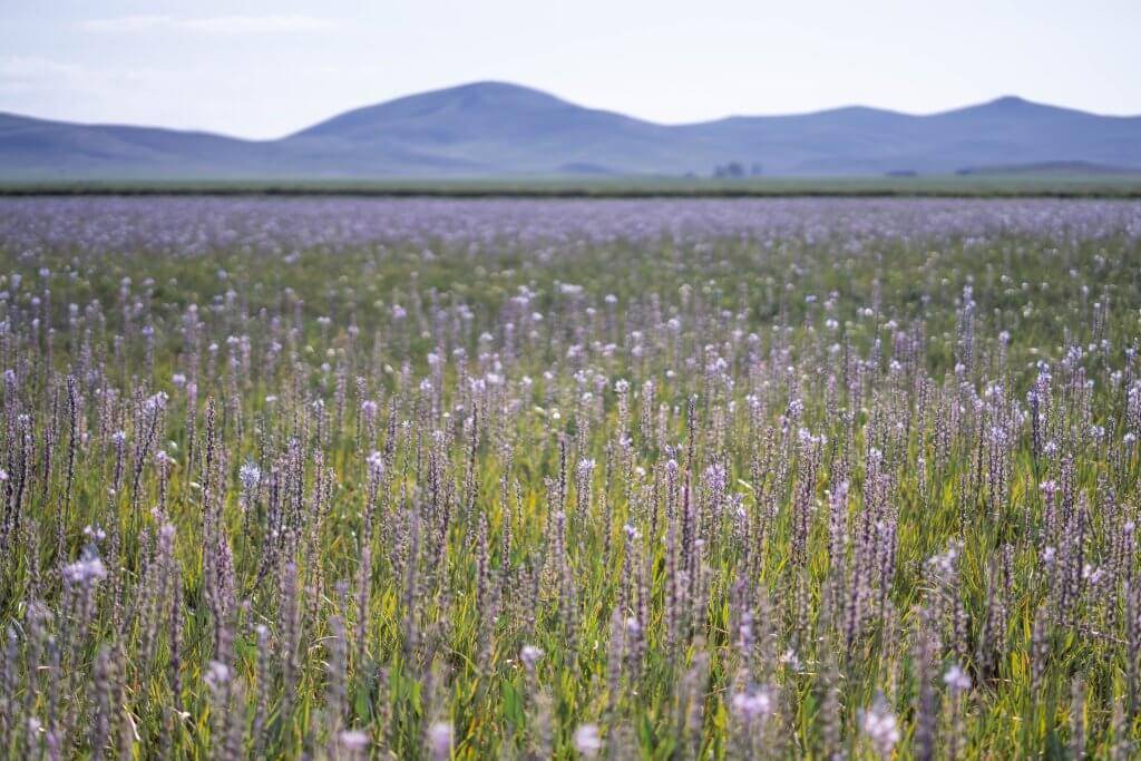 huge field of purple camas lily flowers