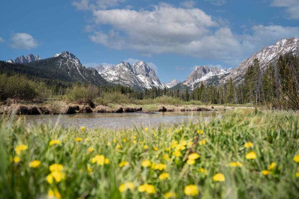 wildflowers alongside mountain stream with jagged sawtooth mountains in background