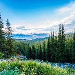 Scenic overlook with wildflowers and mountains in the background.