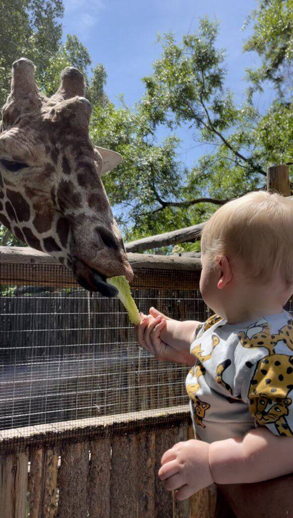 little boy feeding lettuce leaf to giraffe behind fence