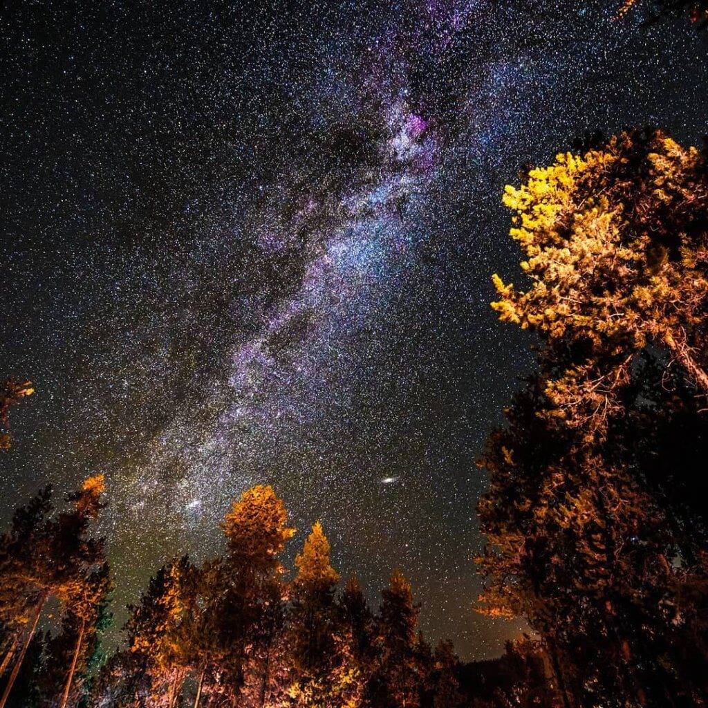 looking up at trees with stars and Andromeda overhead