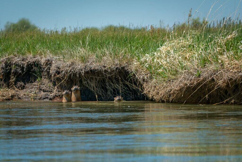 three river otters poking heads out of water along the bank of the Teton River