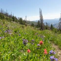 scenic shot of colorful red, purple and yellow wildflowers on mountainside