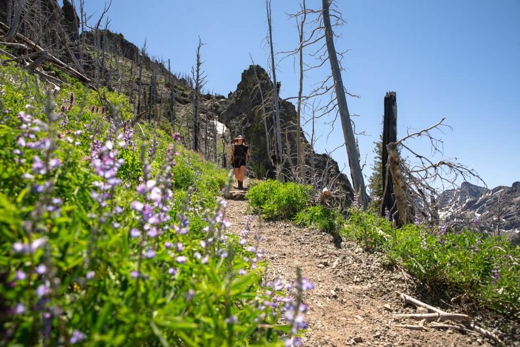 woman hiking on mountain trail with purple wildflowers