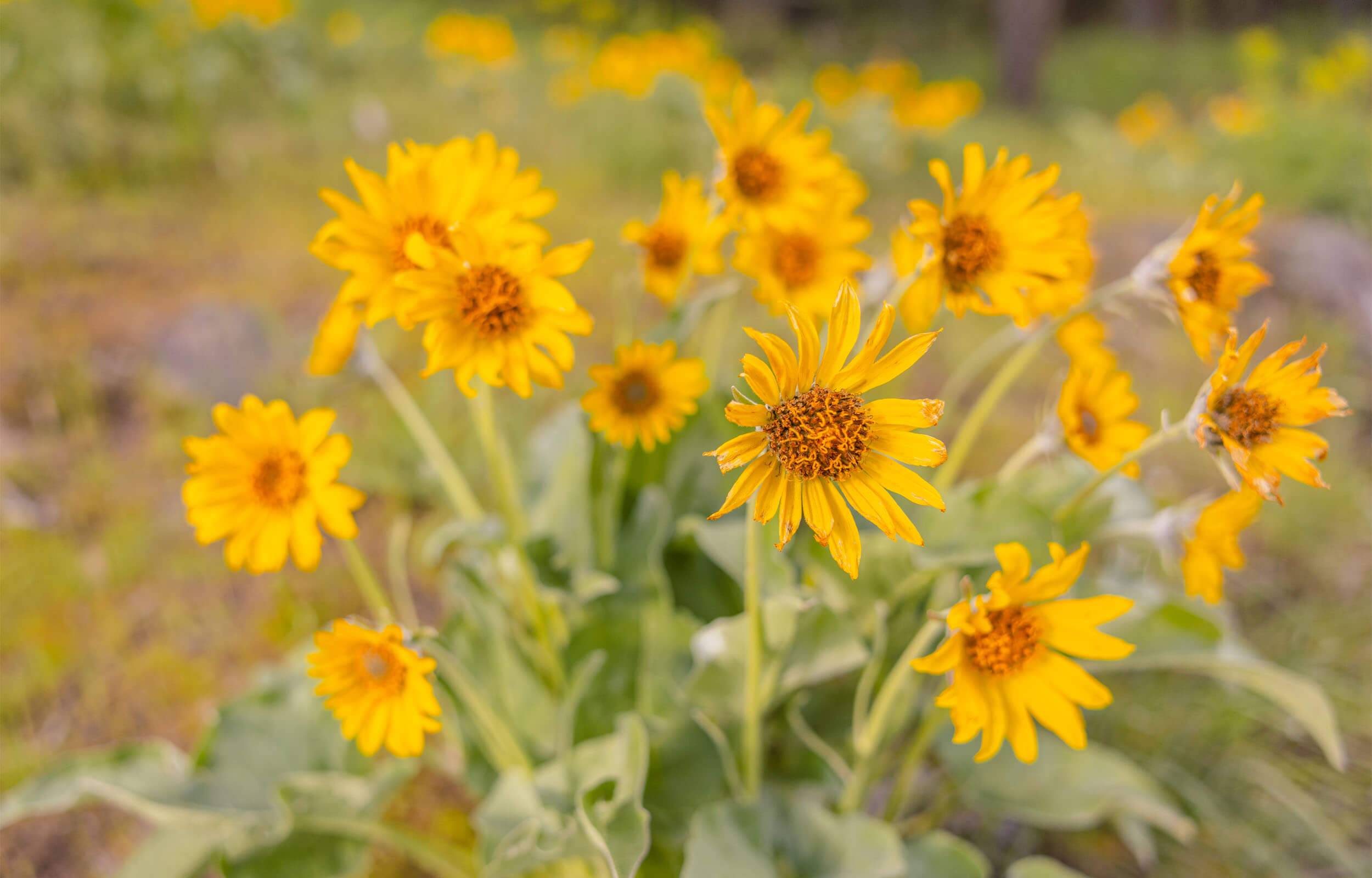 A cluster of yellow wildflowers with green stems.