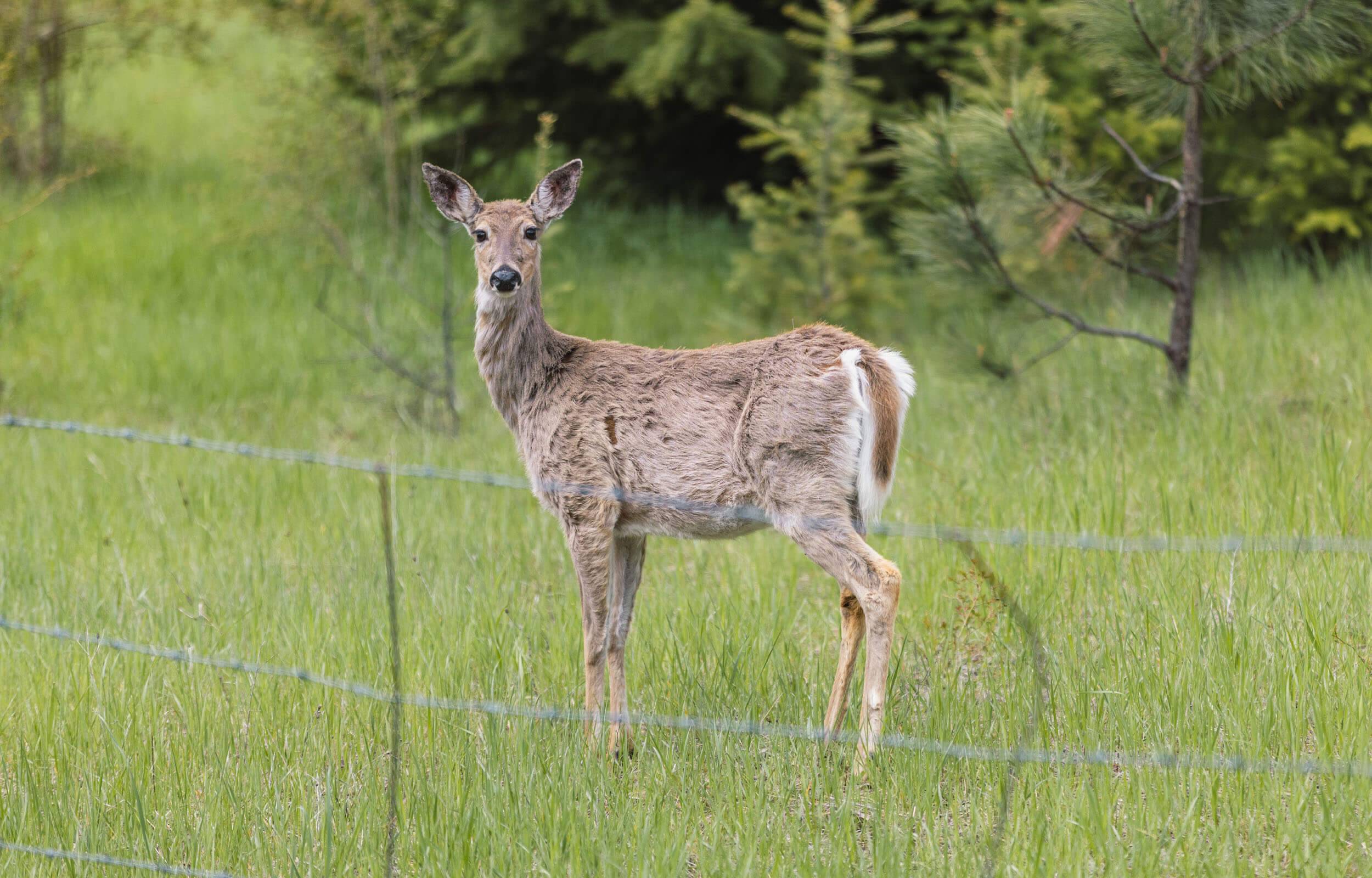 A deer alongside the Elk River Backcountry Byway.