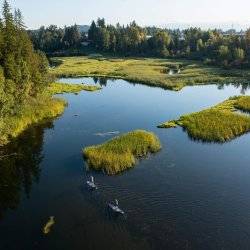 An aerial view of two people on paddleboards in large marsh area surrounded by forest.