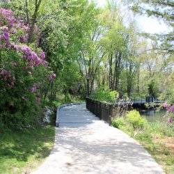 A paved path leading to a bridge surrounded by purple and pink flowers and shrubbery in a city park.