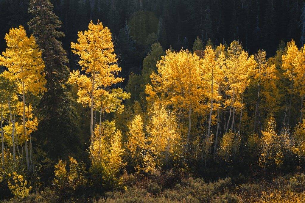 a grove of yellow aspen trees highlighted by the sun