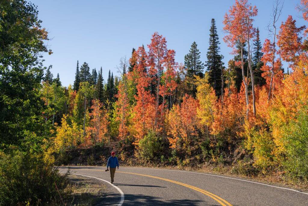 man walking on shoulder of road with colorful red, yellow and orange fall colored trees in the background