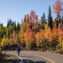 A man walking on the shoulder of a road lined with trees with red, yellow and orange leaves.